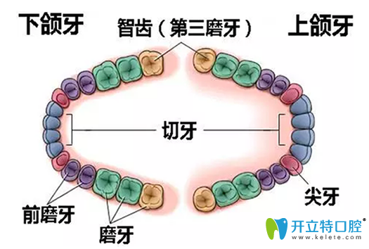 為什么會長智齒？長智齒為什么會痛？