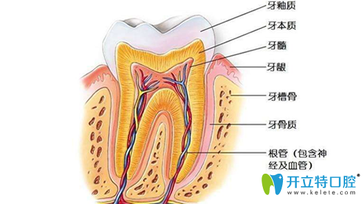 牙齒神經(jīng)圖