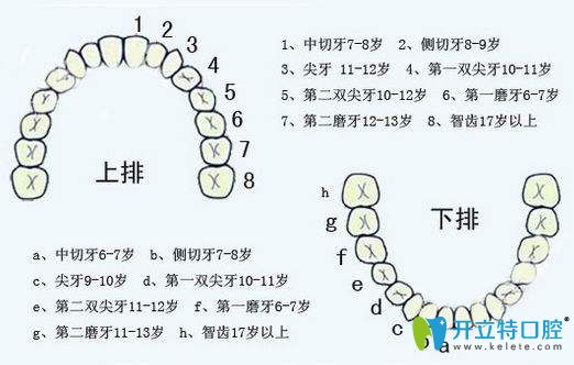 阻生牙和智齒一樣嗎？糾結(jié)阻生牙要不要拔看這篇