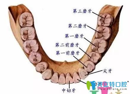 牙齒的分布示意圖