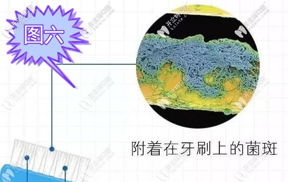 附在牙刷上的細(xì)菌