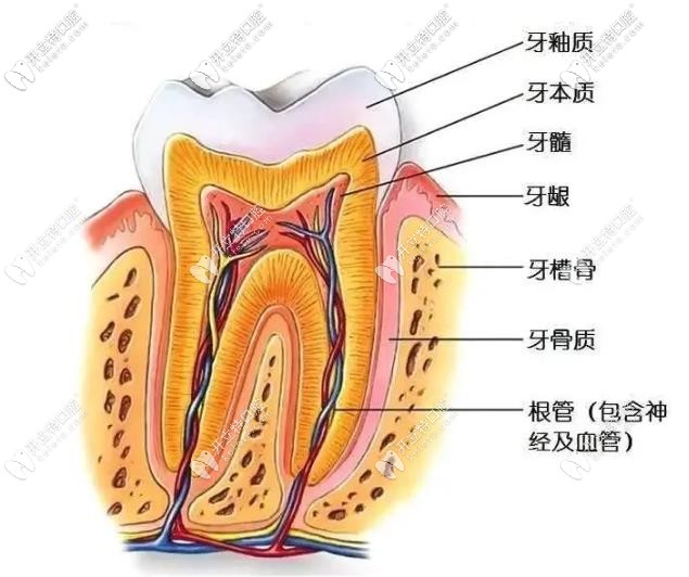 我就納悶了，牙疼一定要做根管治療嗎？